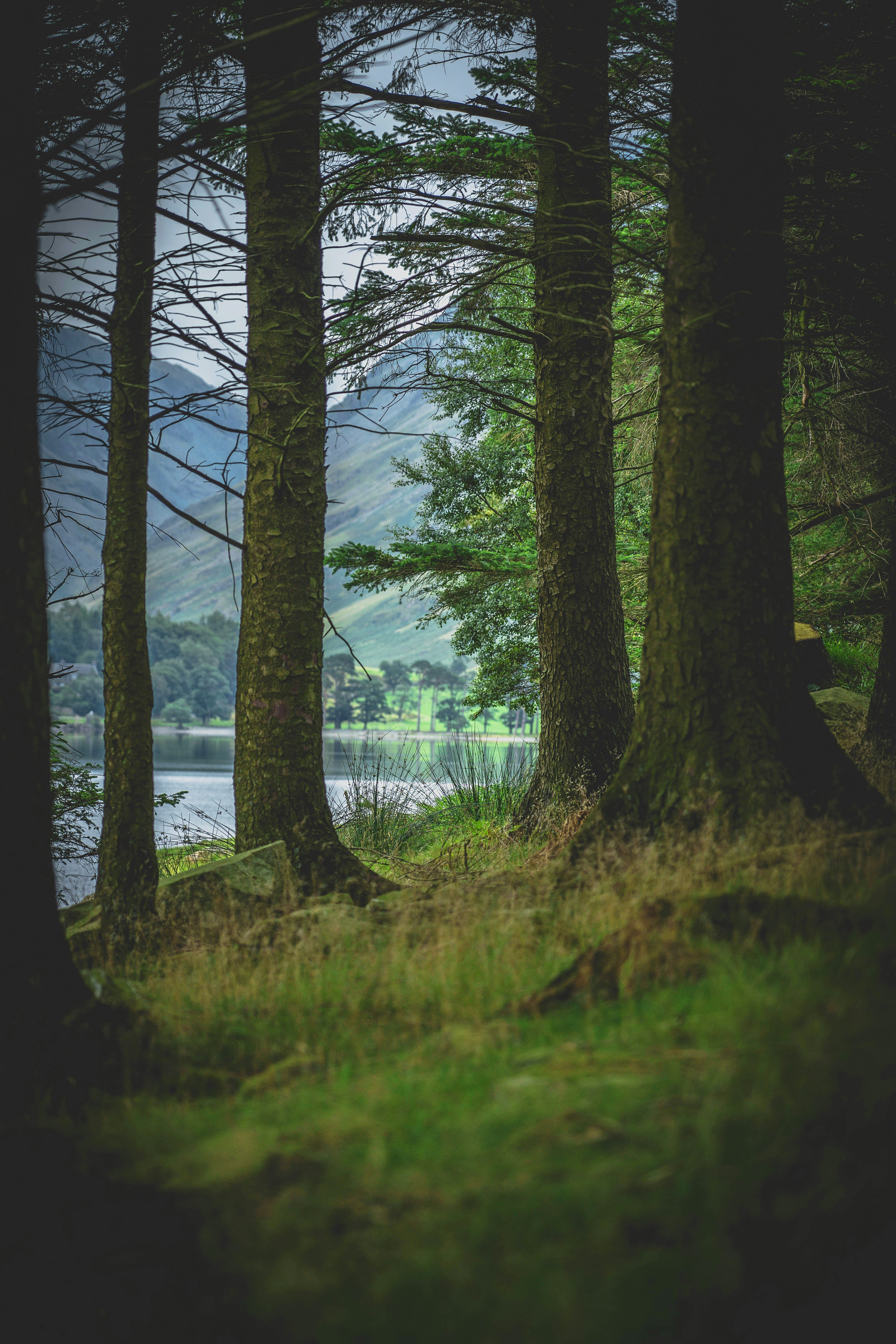 green grass field and trees during daytime